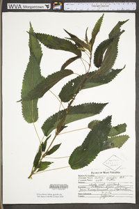 Urtica gracilis image