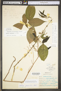 Laportea canadensis image