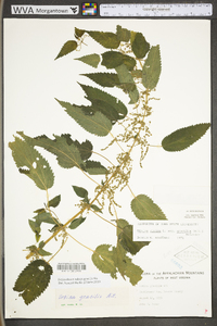 Urtica gracilis image