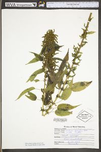 Urtica gracilis image