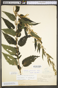 Urtica gracilis image