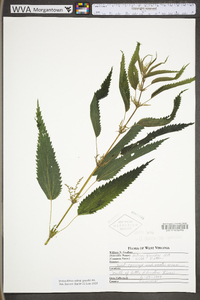 Urtica gracilis image