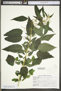 Urtica gracilis image