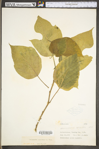 Broussonetia papyrifera image