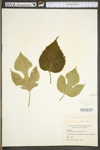 Broussonetia papyrifera image