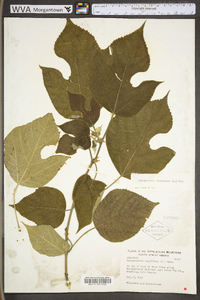 Broussonetia papyrifera image