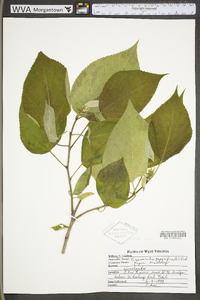 Broussonetia papyrifera image