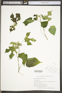 Broussonetia papyrifera image