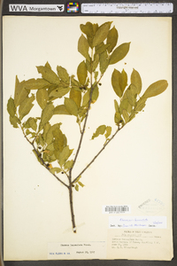 Rhamnus lanceolata subsp. lanceolata image