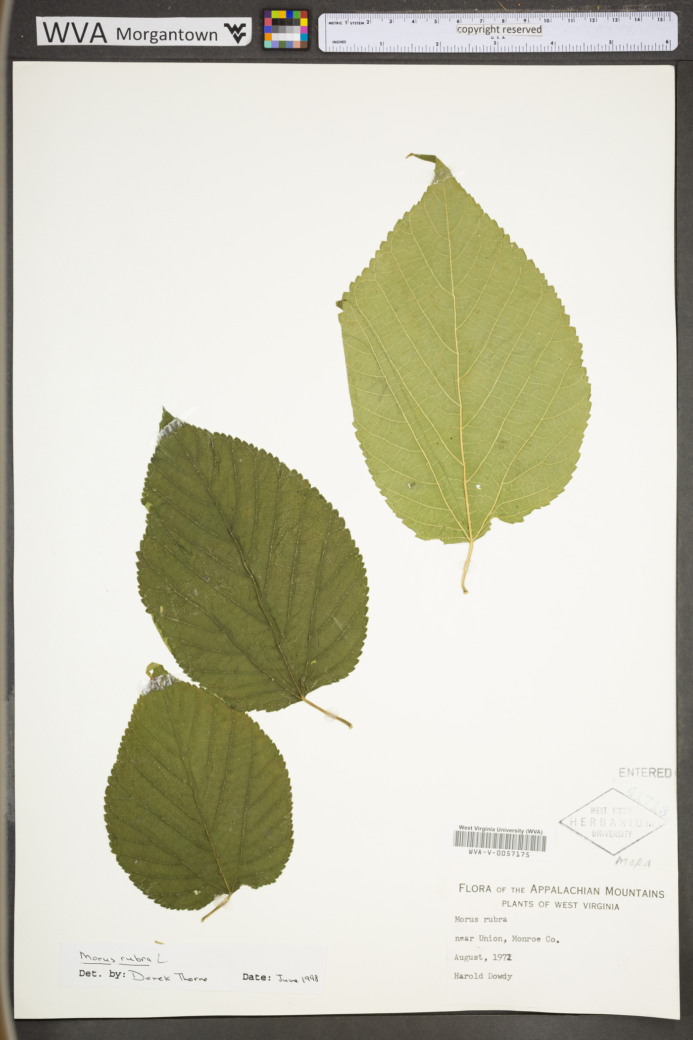 Morus rubra var. rubra image