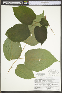 Morus rubra var. rubra image