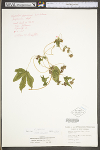 Humulus japonicus image