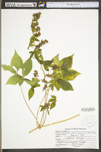 Humulus japonicus image