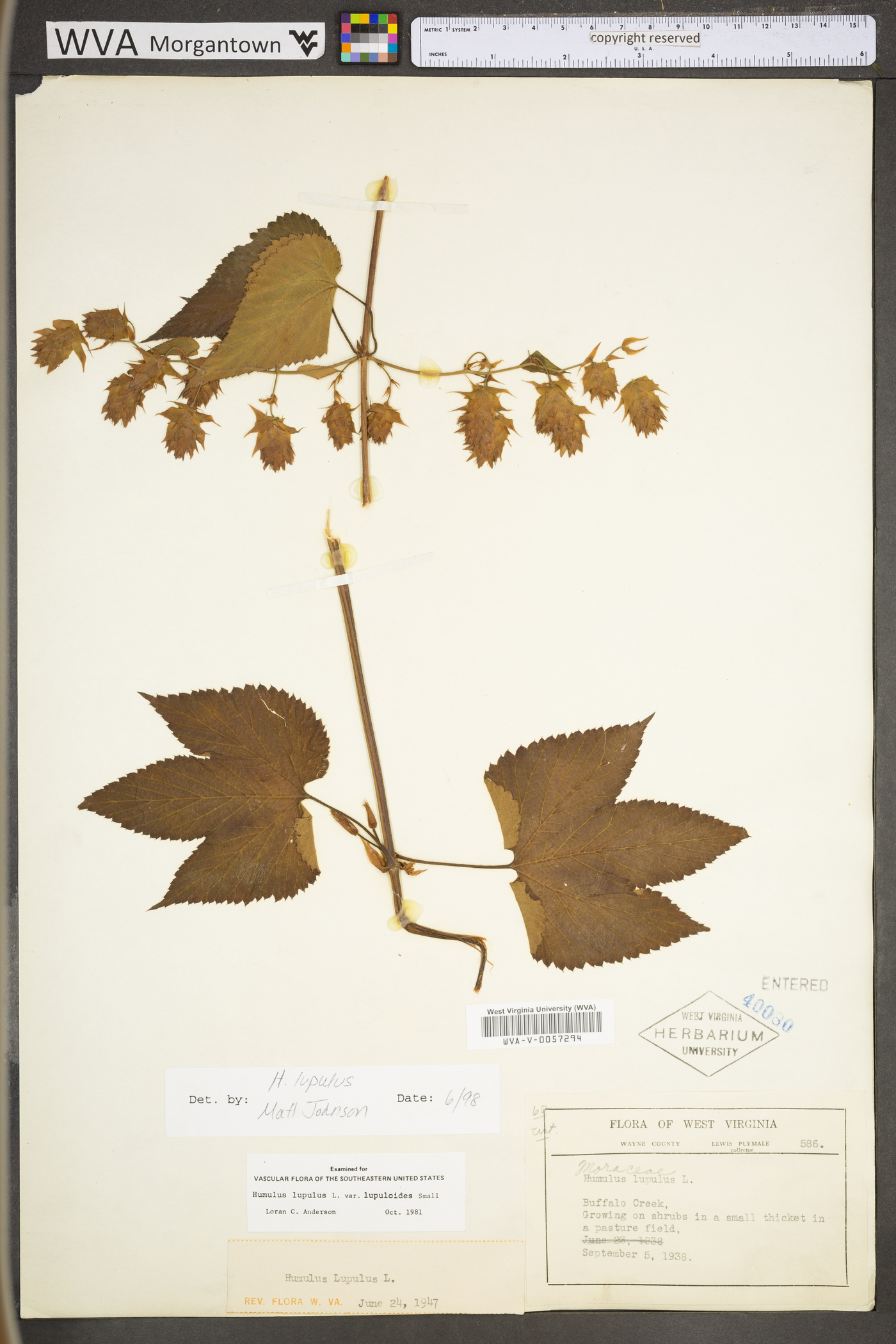 Humulus lupulus var. lupuloides image