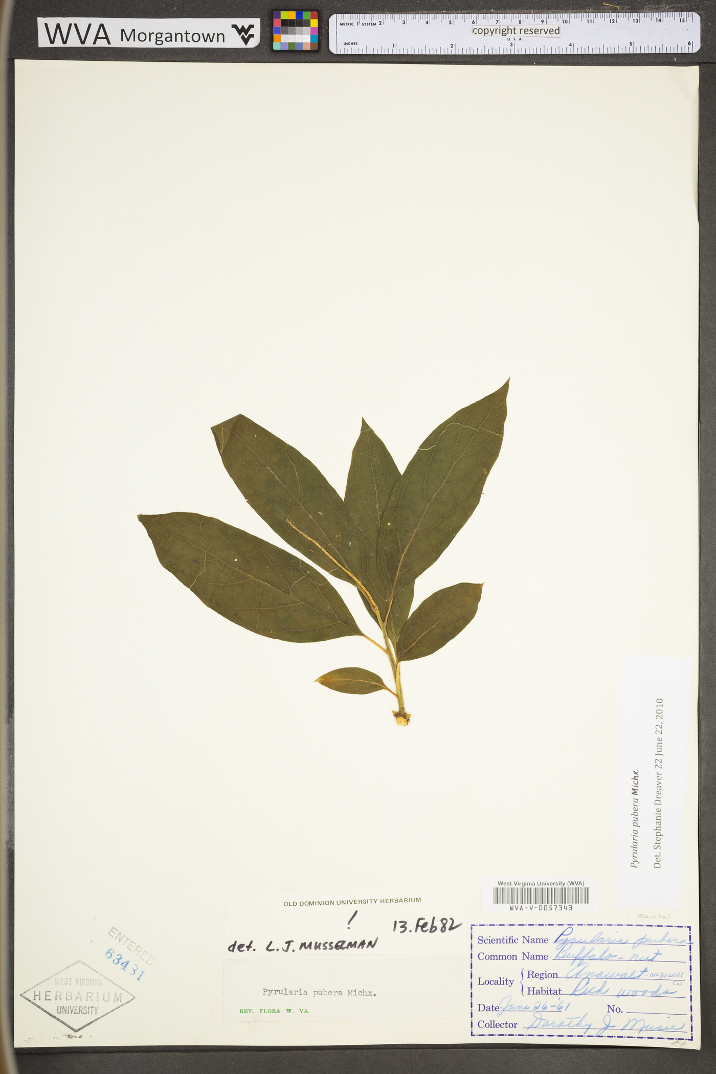 Pyrularia pubera image