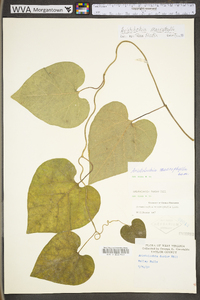 Aristolochia macrophylla image