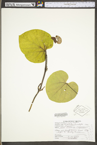 Aristolochia macrophylla image