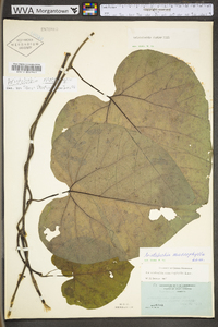 Aristolochia macrophylla image