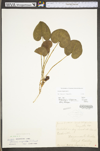 Hexastylis virginica image