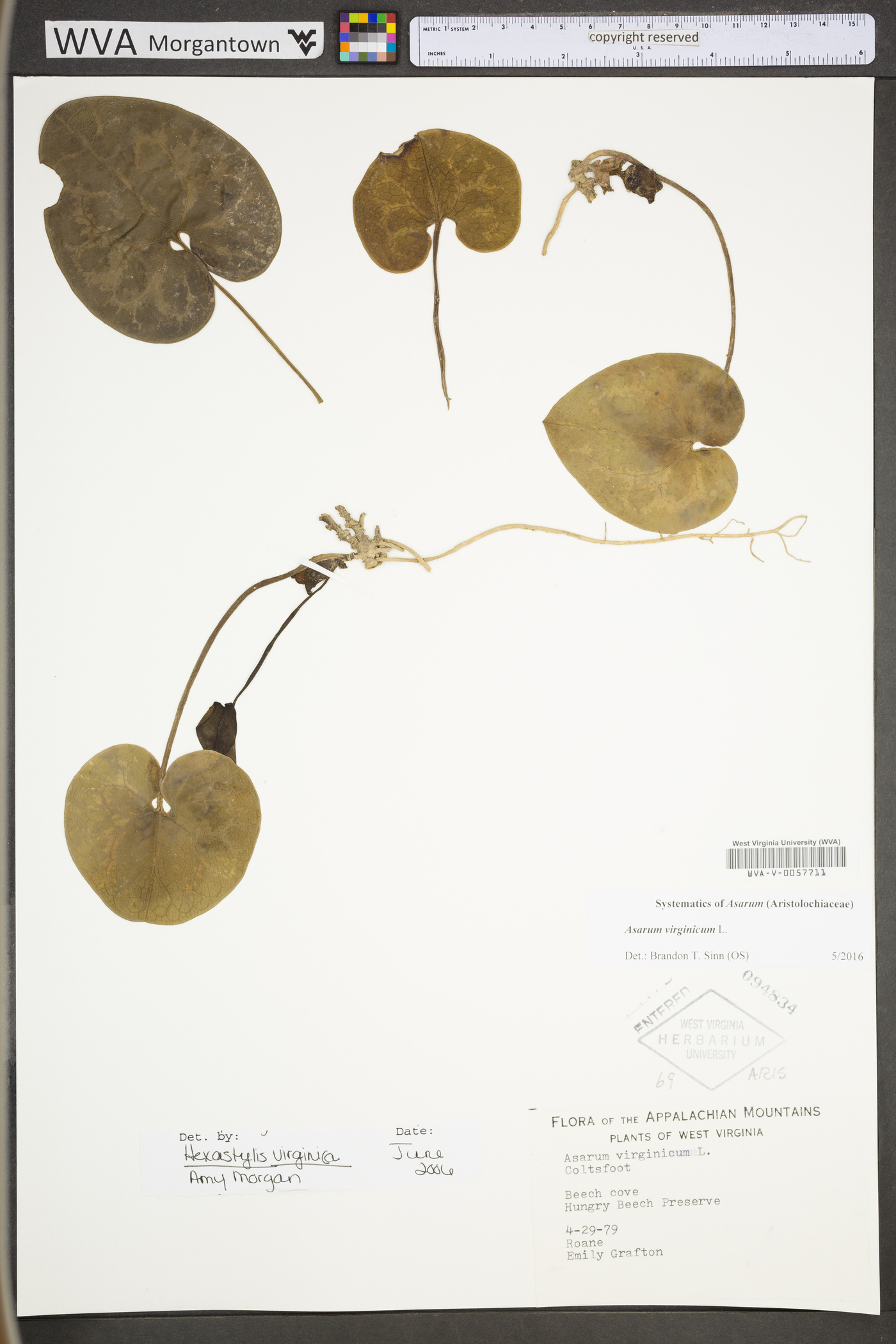 Hexastylis virginica image