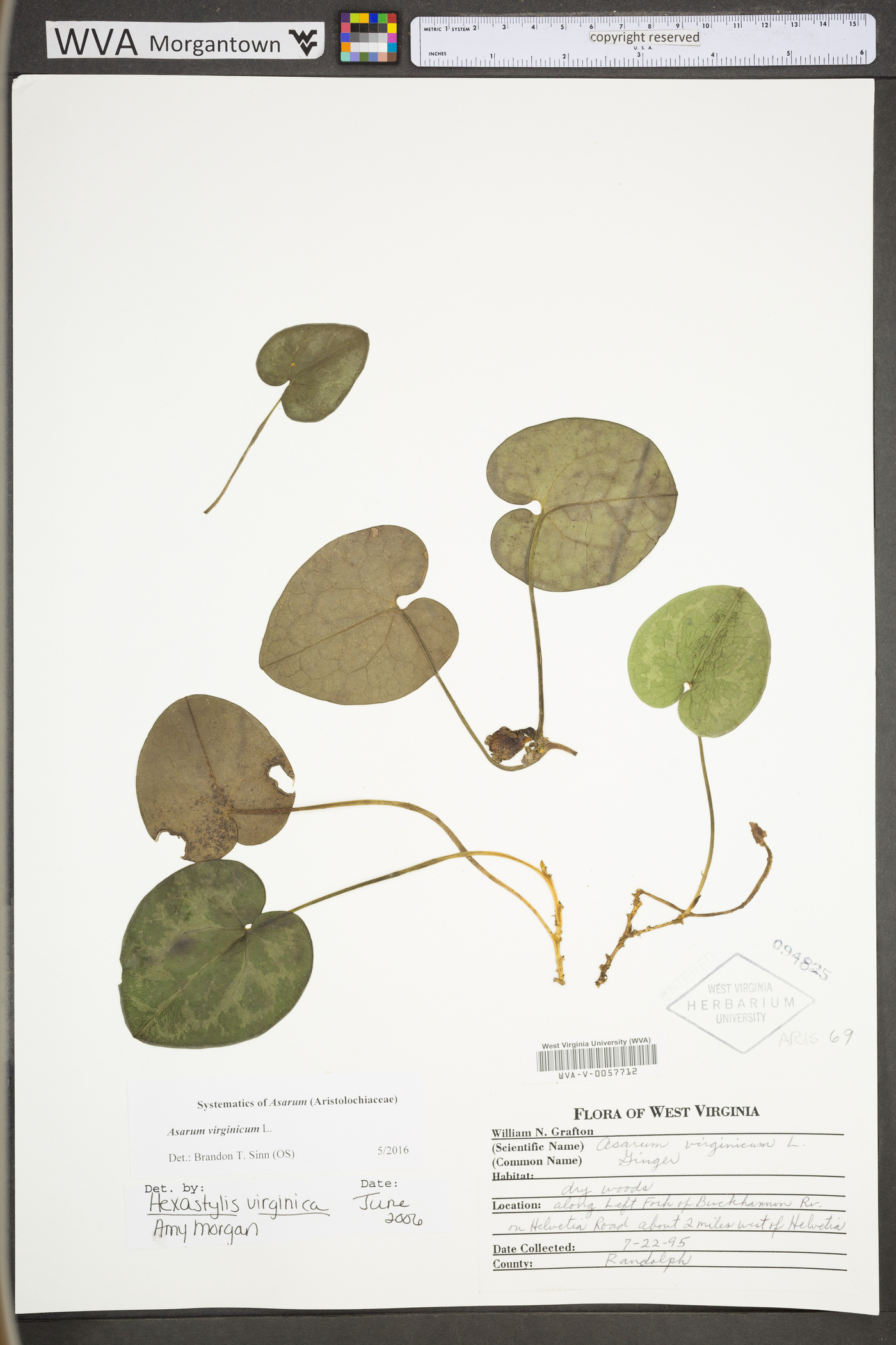 Hexastylis virginica image