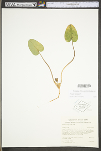 Hexastylis virginica image