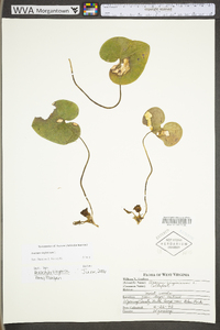 Hexastylis virginica image