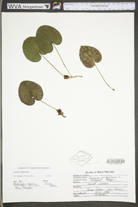 Hexastylis virginica image