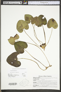 Hexastylis virginica image