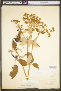 Eriogonum allenii image