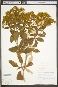 Eriogonum allenii image