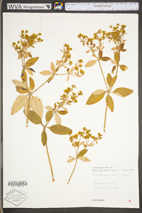 Eriogonum allenii image