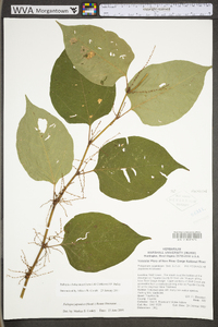 Reynoutria japonica image