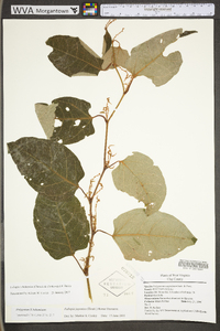 Reynoutria japonica image