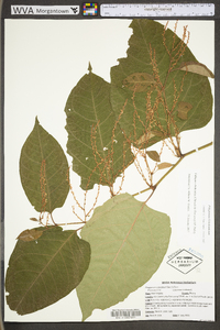 Reynoutria japonica image