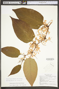 Reynoutria japonica image