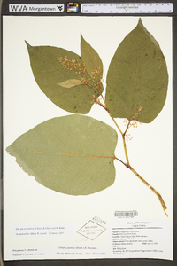 Reynoutria japonica image