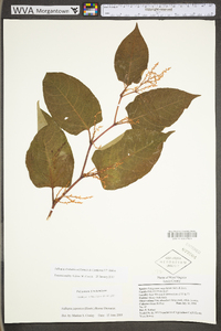 Reynoutria japonica image