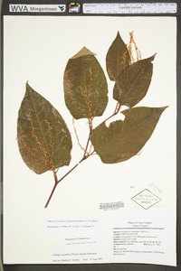 Reynoutria japonica image