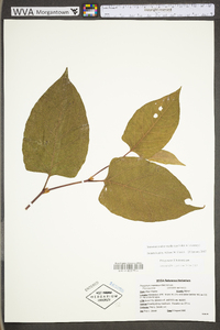 Reynoutria japonica image