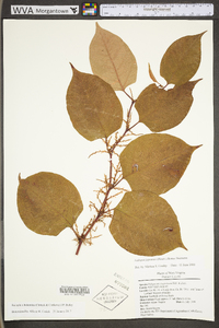 Reynoutria japonica image