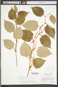 Reynoutria japonica image