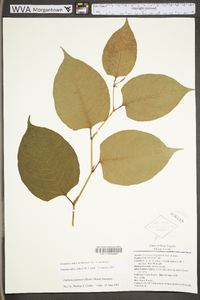 Reynoutria japonica image