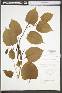 Reynoutria japonica image