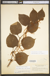 Reynoutria japonica image