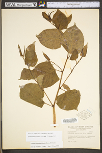 Reynoutria japonica image