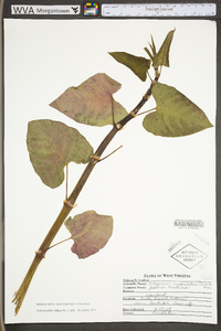 Reynoutria japonica image