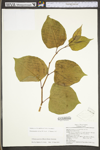 Reynoutria japonica image