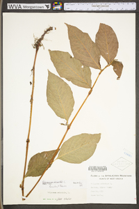 Persicaria orientalis image