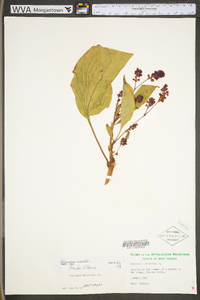 Persicaria orientalis image